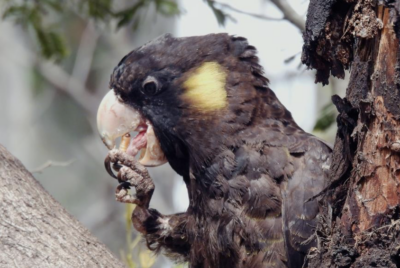 7 October bird survey